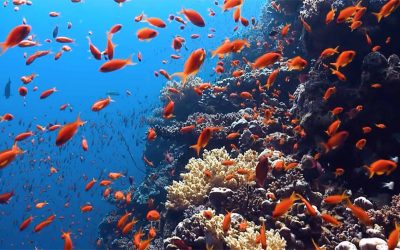 Ocean Conservancy Statement in Support of Gulf States Managing the Private Recreational Fishing