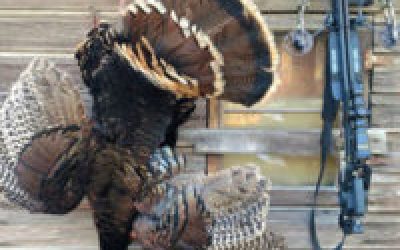 Off-Season Bonus: Crossbow Turkey Hunting Tips