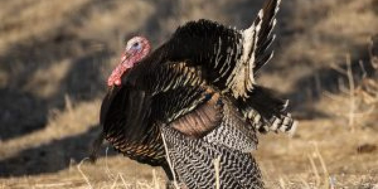 Officials say Nebraska still tops for turkey, but advise preparedness