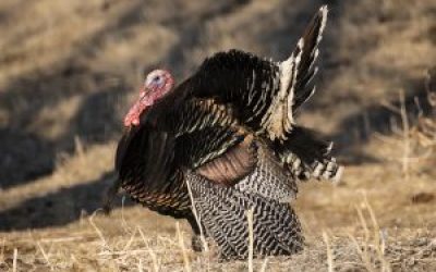 Officials say Nebraska still tops for turkey, but advise preparedness