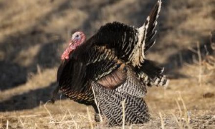Officials say Nebraska still tops for turkey, but advise preparedness