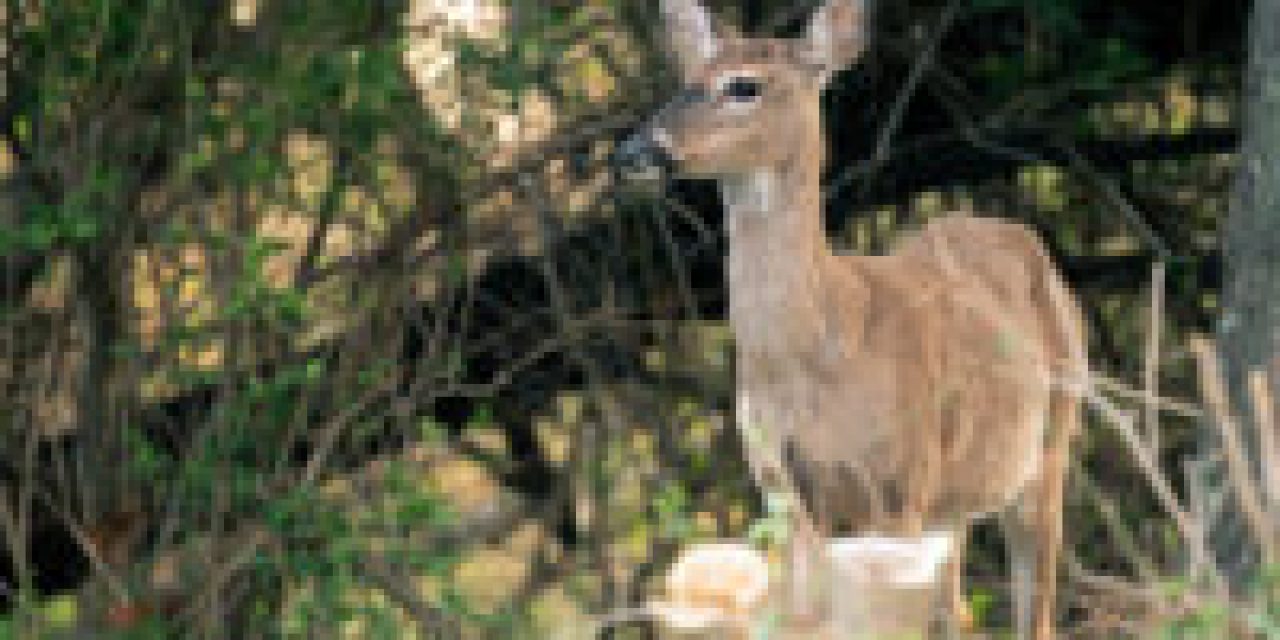 Oldest Wild Deer Confirmed in Vermont