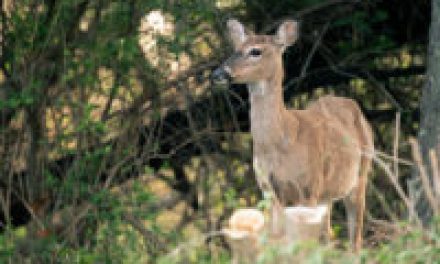 Oldest Wild Deer Confirmed in Vermont