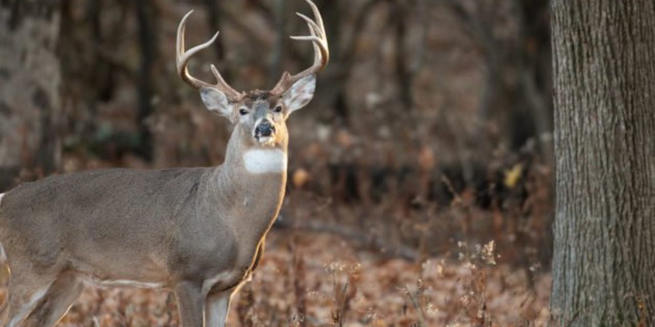 One of America’s Top Whitetail Destinations May Prohibit Shooting Bucks This Season