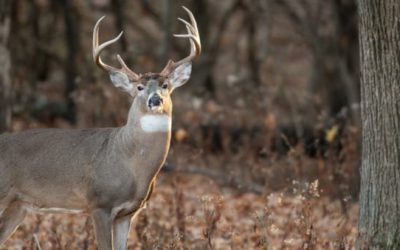 One of America’s Top Whitetail Destinations May Prohibit Shooting Bucks This Season