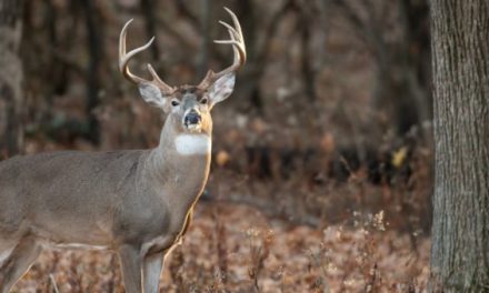 One of America’s Top Whitetail Destinations May Prohibit Shooting Bucks This Season