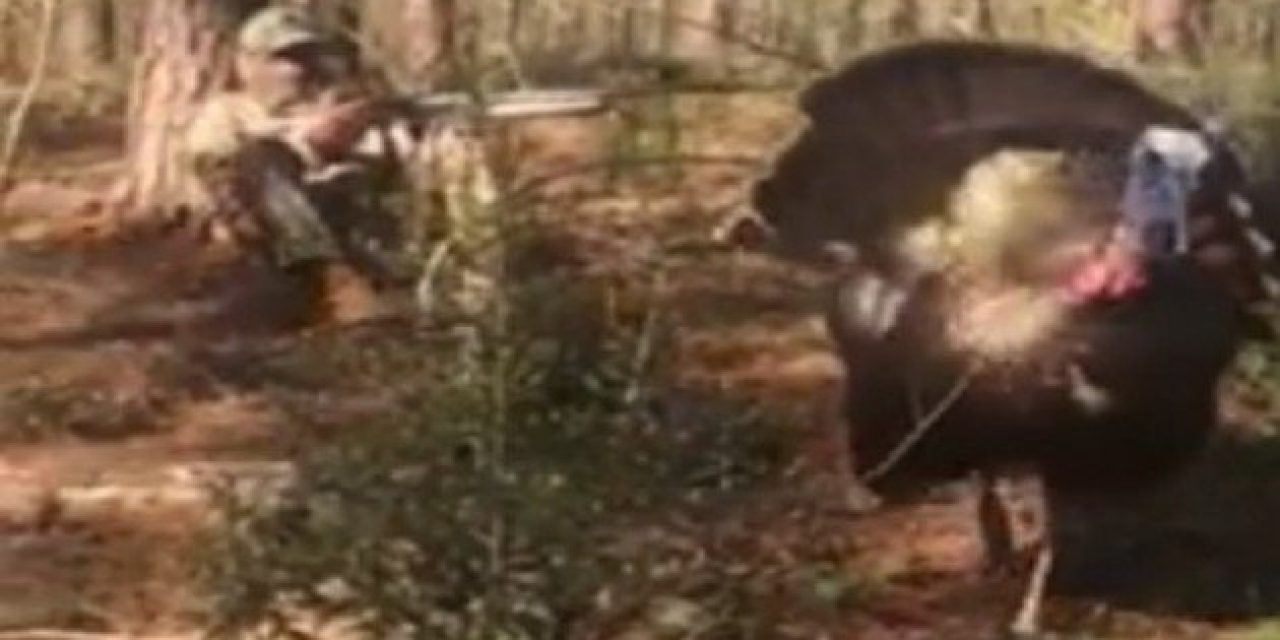 Pair of Gobblers Charge, Attack Turkey Hunters