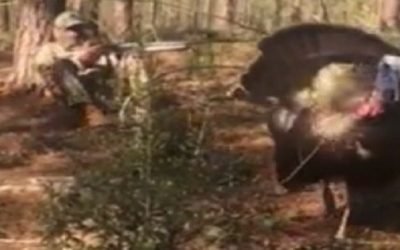 Pair of Gobblers Charge, Attack Turkey Hunters