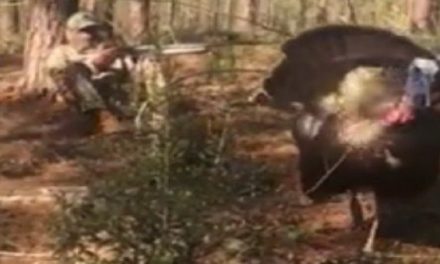 Pair of Gobblers Charge, Attack Turkey Hunters