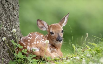 Photo Of The Day By Debbie Quick