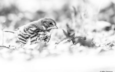 Photo Of The Day By Mike Timmons