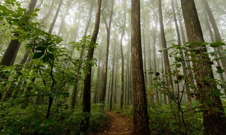 Photo Of The Day By Stacy Smith Evans