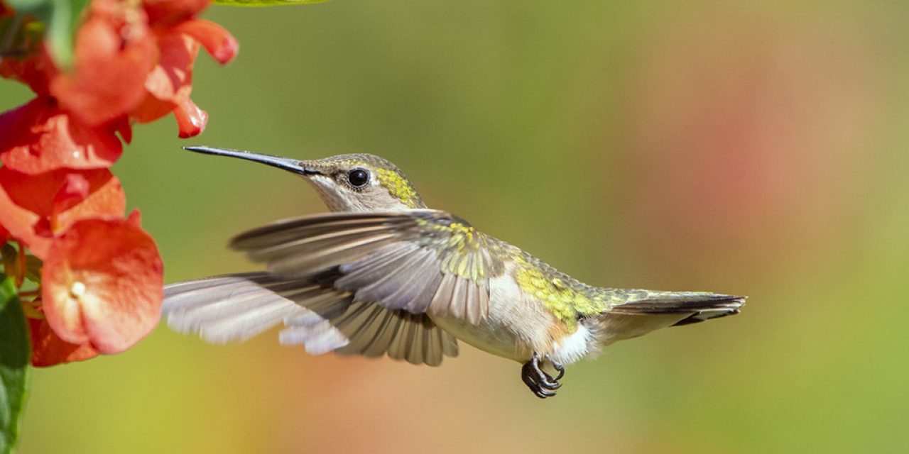 Photo Of The Day By Ursula Dubrick