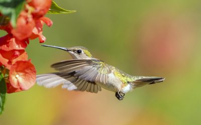 Photo Of The Day By Ursula Dubrick
