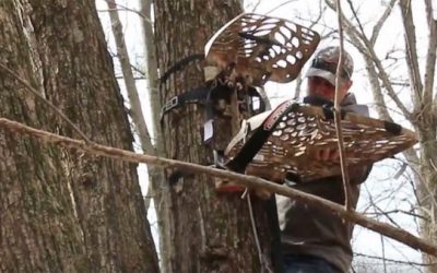 Shed Hunting: Is Now the Best Time to Hang Your Treestands?