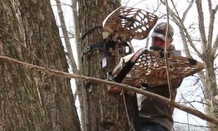 Shed Hunting: Is Now the Best Time to Hang Your Treestands?