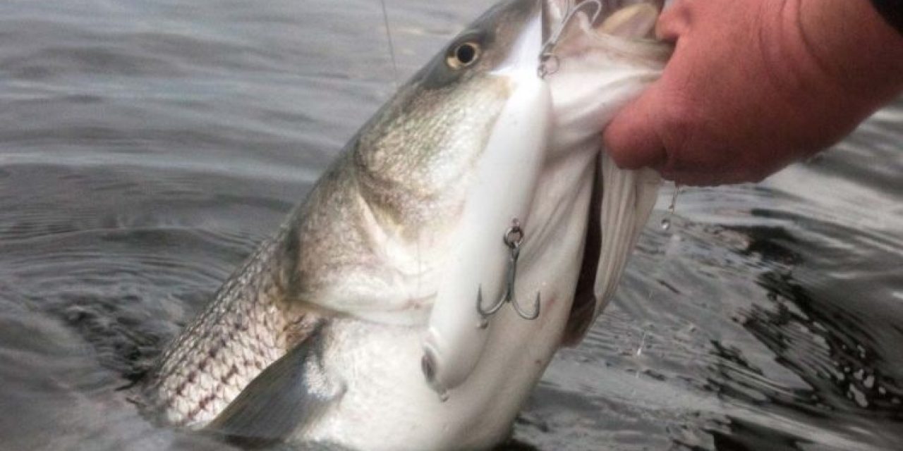 Striped Bass Hit The Hudson