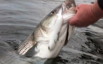 Striped Bass Hit The Hudson