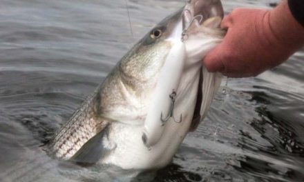 Striped Bass Hit The Hudson