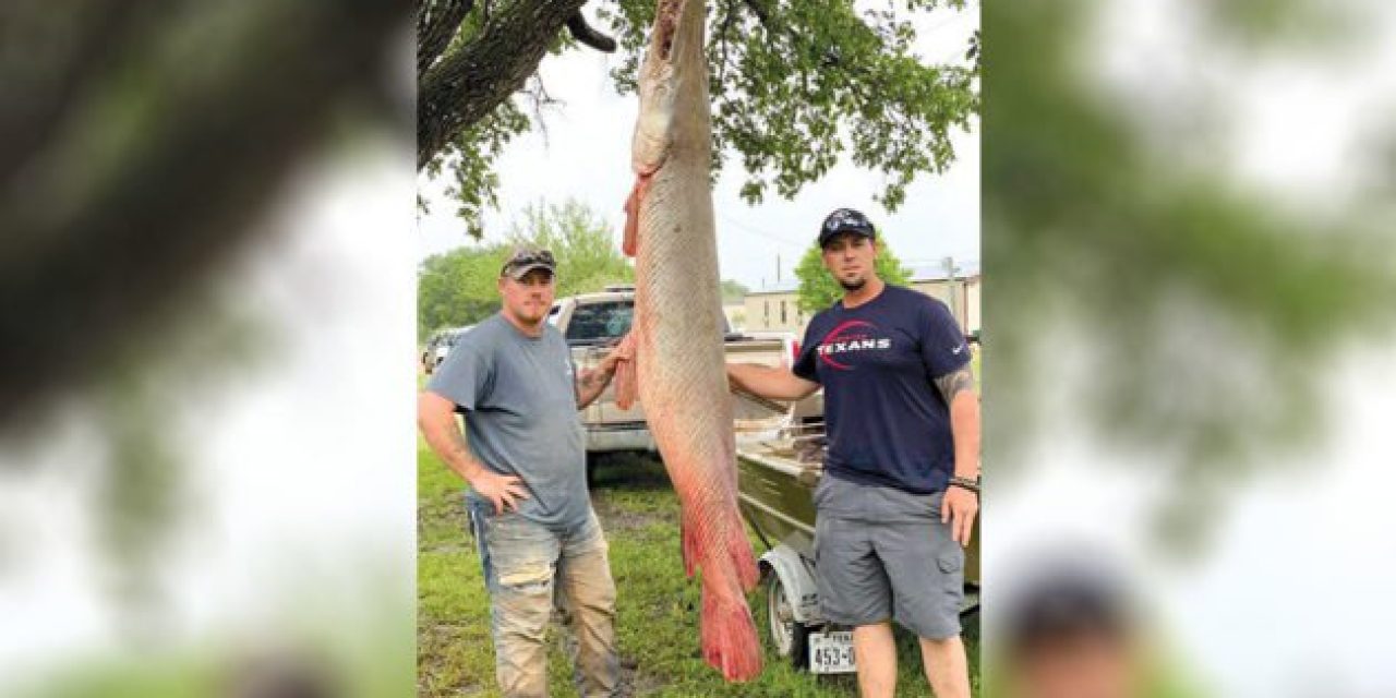 Texas Angler Lands 7-Foot-7 Alligator Gar