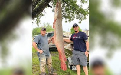 Texas Angler Lands 7-Foot-7 Alligator Gar