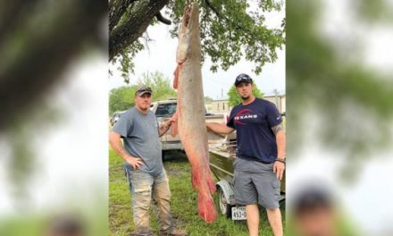 Texas Angler Lands 7-Foot-7 Alligator Gar