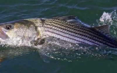 THE 2019 NORTHEAST STRIPED BASS STUDY