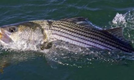 THE 2019 NORTHEAST STRIPED BASS STUDY