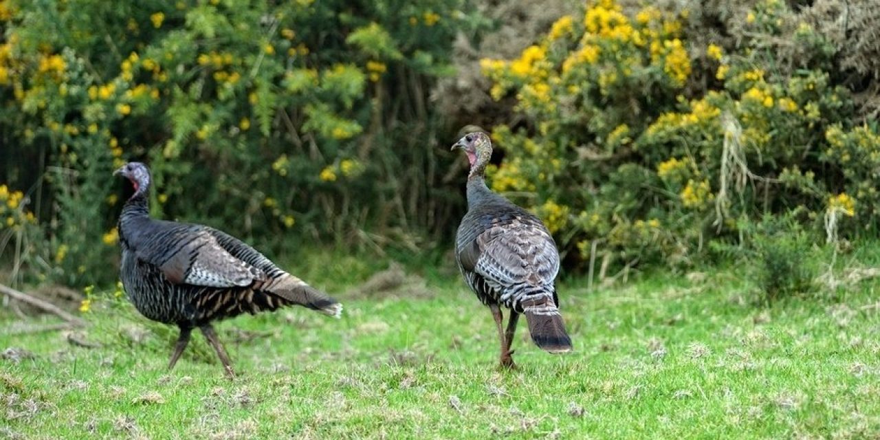 The 5 Best-Kept Turkey Hunting Secrets