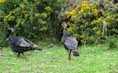 The 5 Best-Kept Turkey Hunting Secrets