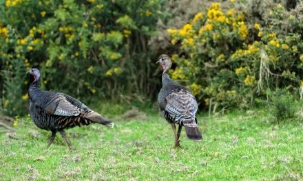 The 5 Best-Kept Turkey Hunting Secrets