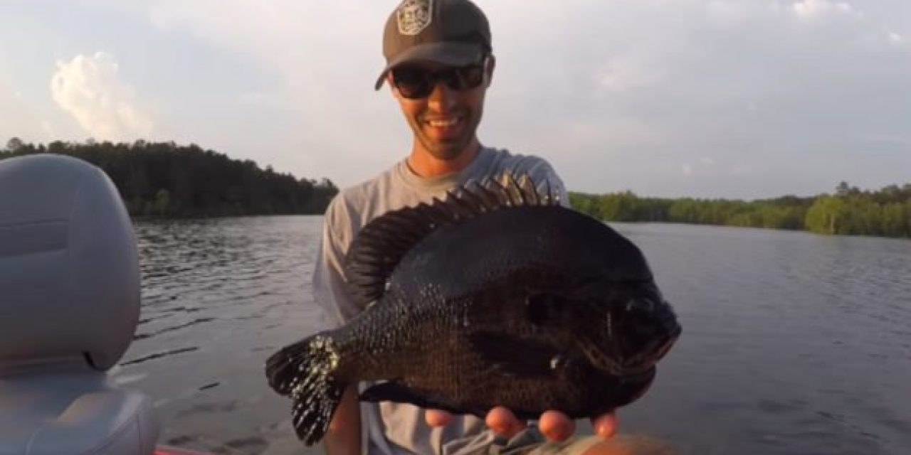 The 5 Most Likely Places the Next World Record Bluegill Will be Caught