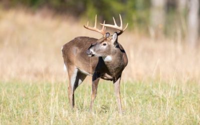 The Story of the Guy Who Went to Jail for Shooting a Deer Over a 2.5-Ton Bait Pile