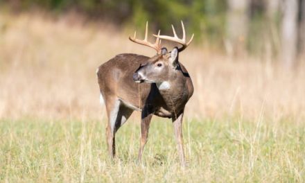 The Story of the Guy Who Went to Jail for Shooting a Deer Over a 2.5-Ton Bait Pile