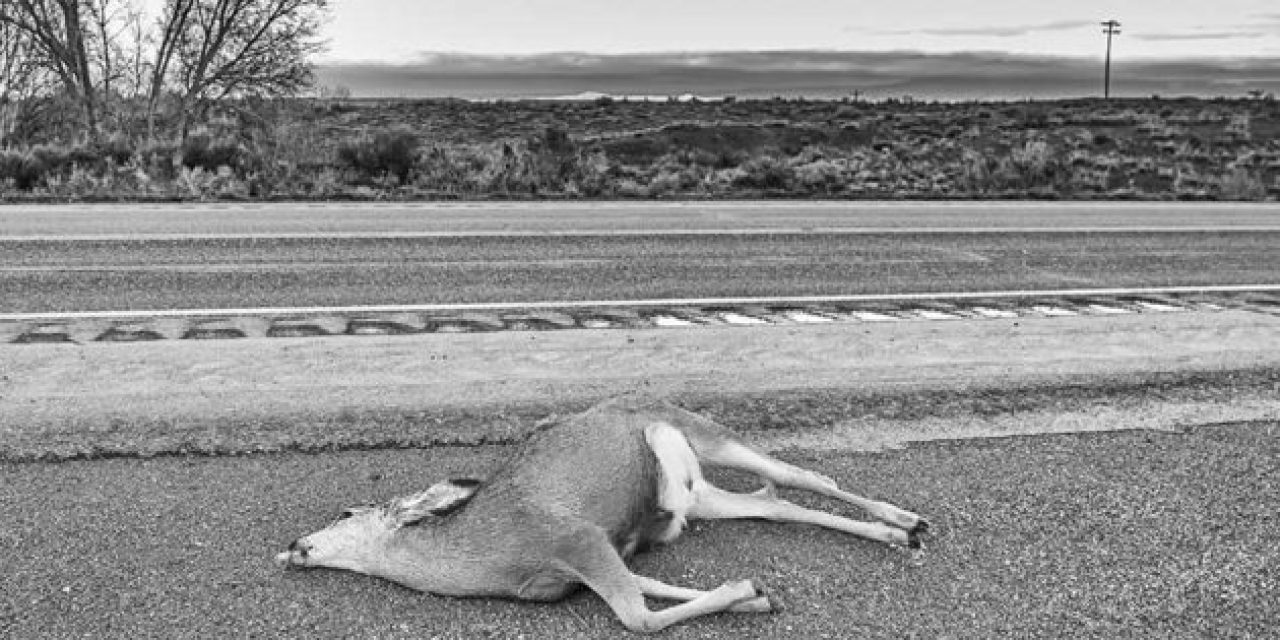 These Are the States That Let You Salvage and Eat Roadkill