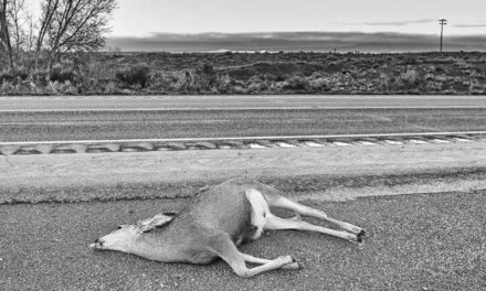 These Are the States That Let You Salvage and Eat Roadkill