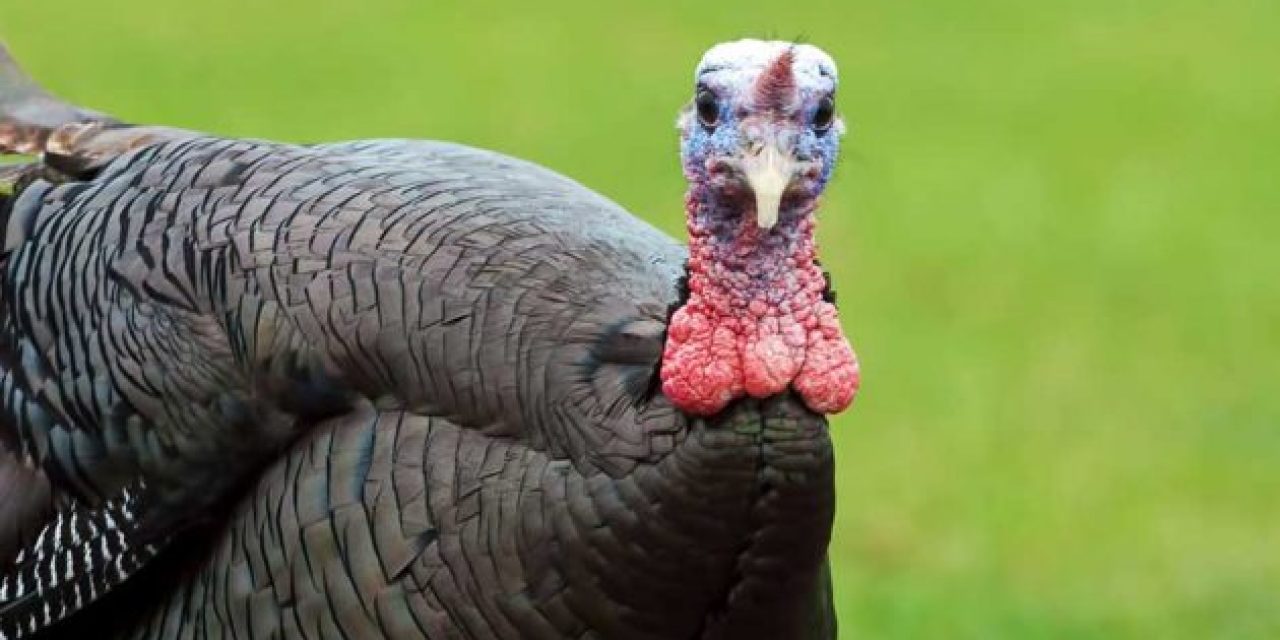 Turkey Vision: How a Gobbler Sees