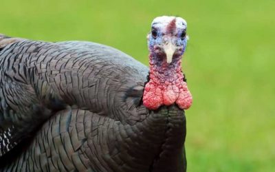 Turkey Vision: How a Gobbler Sees