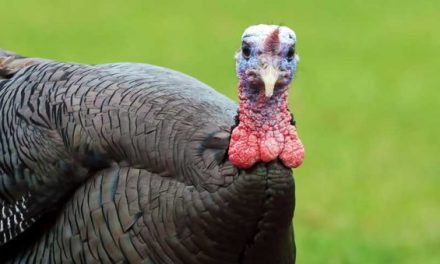 Turkey Vision: How a Gobbler Sees