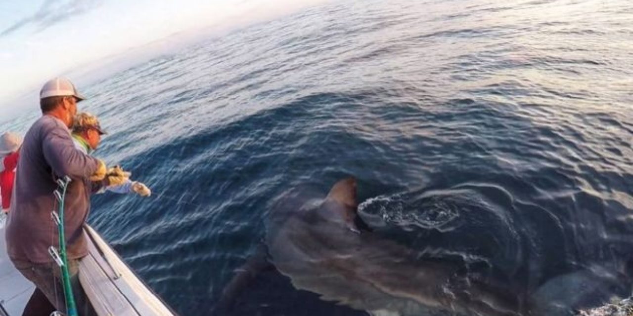 Video: 3,000-Pound Great White Shark Caught Off Hilton Head Island