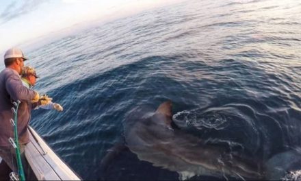 Video: 3,000-Pound Great White Shark Caught Off Hilton Head Island