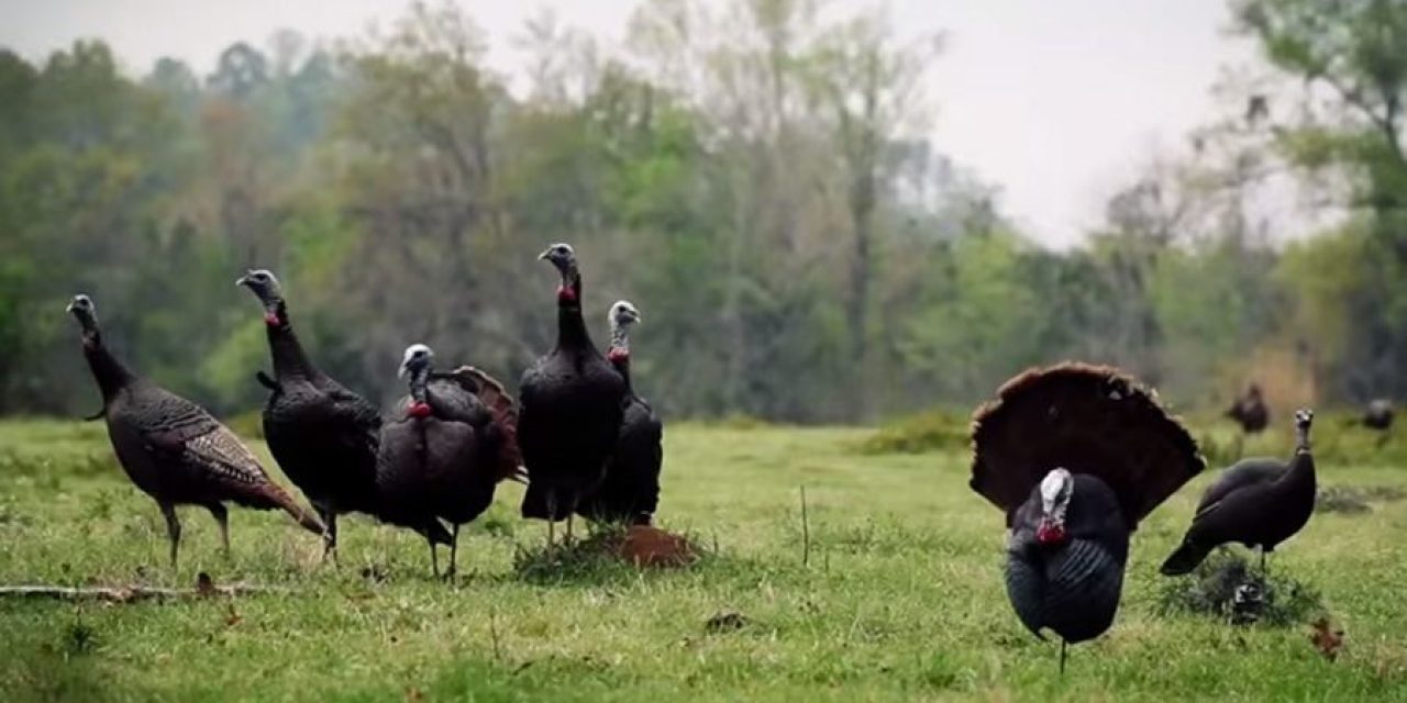 Video: 40 Turkey Kills That’ll Have You Itching to Hit the Blind