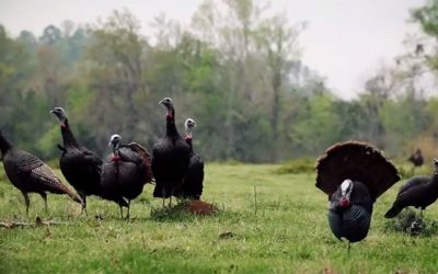 Video: 40 Turkey Kills That’ll Have You Itching to Hit the Blind