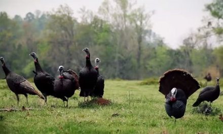 Video: 40 Turkey Kills That’ll Have You Itching to Hit the Blind