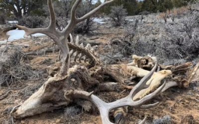 Video: Eric of Hushin Finds a Huge Deadhead Buck That He Has to Leave Behind!