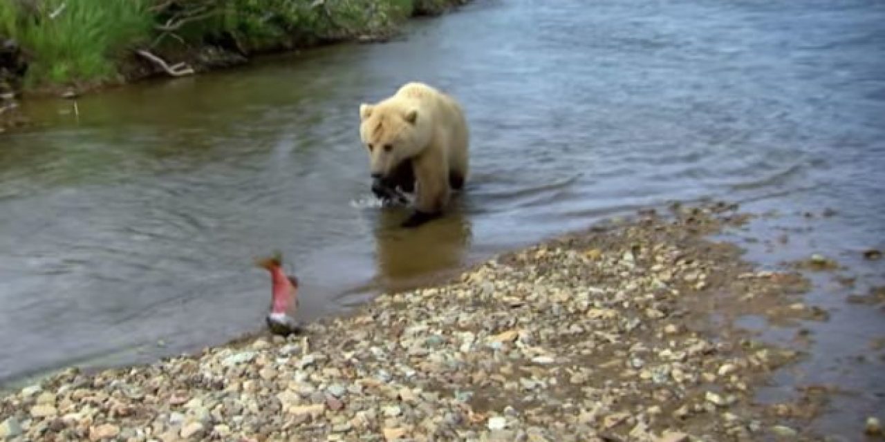 Video: Grizzly Bear Steals Salmon From Jeremy Wade