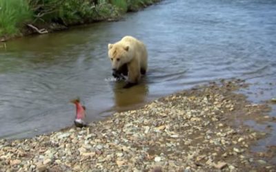 Video: Grizzly Bear Steals Salmon From Jeremy Wade