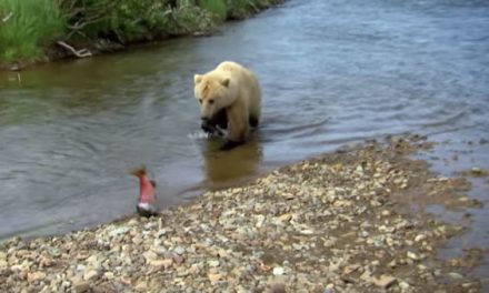Video: Grizzly Bear Steals Salmon From Jeremy Wade