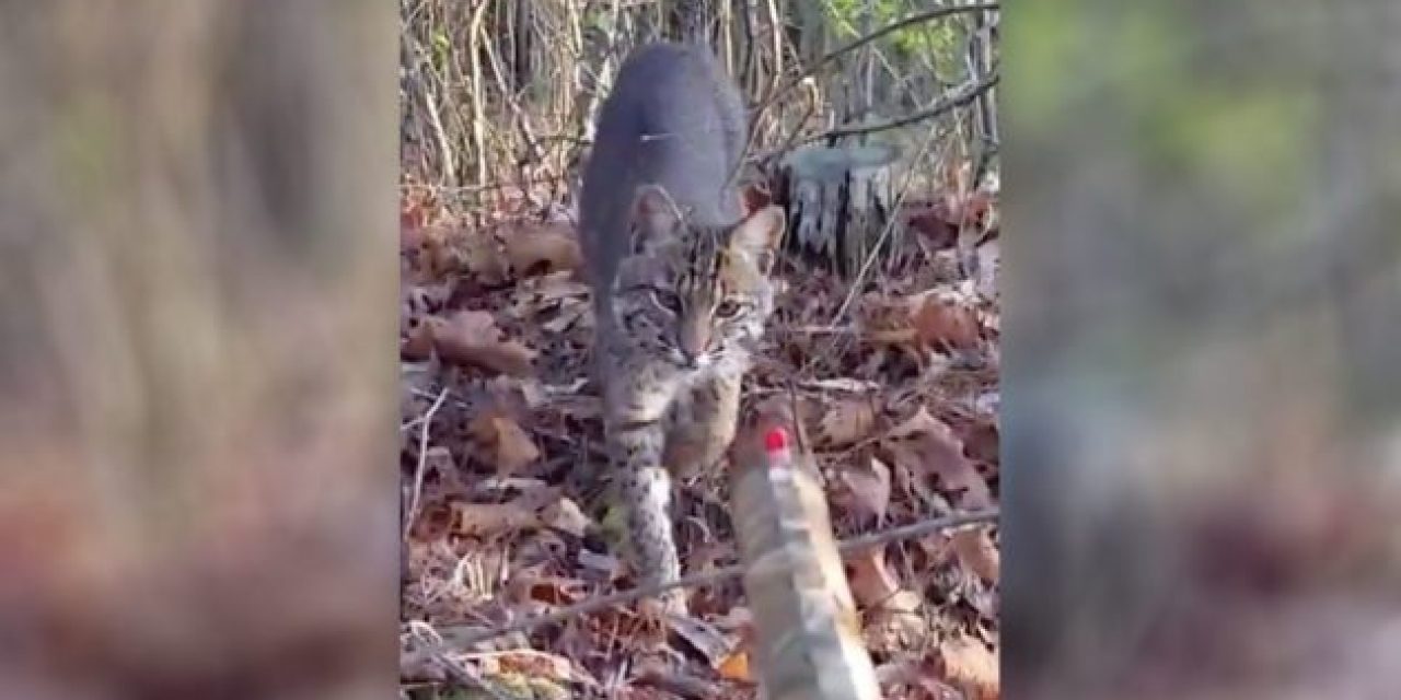 Video: Gutsy Bobcat Takes a Sniff of Shocked Hunter’s Shotgun