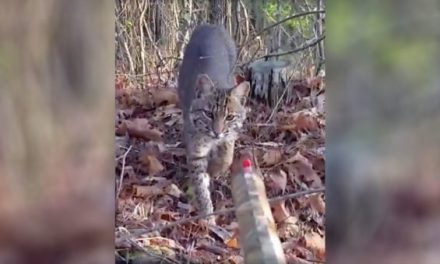 Video: Gutsy Bobcat Takes a Sniff of Shocked Hunter’s Shotgun